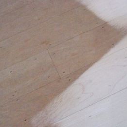 vergeeld maple